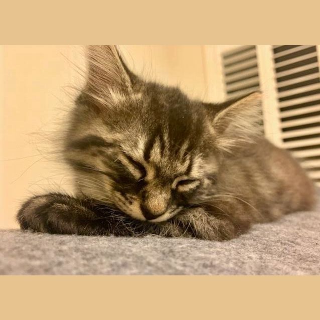 Photo of Nellie ~ 10 Wo Kitten (On Trial 14/12/20)