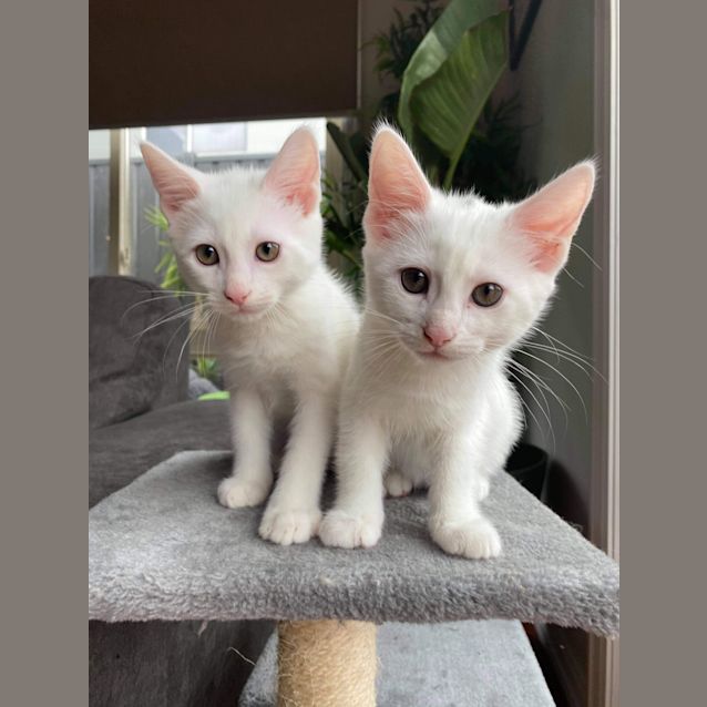 Photo of Marshmallow And Snowball ❤❤