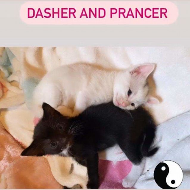 Photo of Dasher And Prancer ❤❤