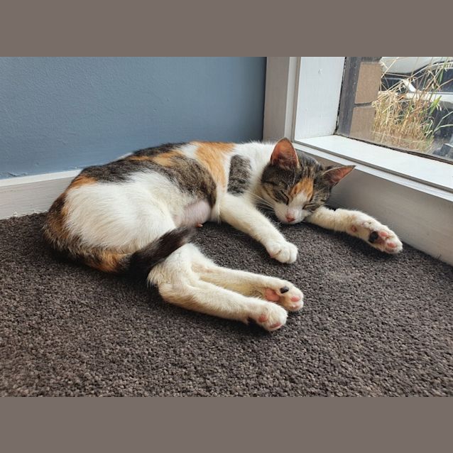 Photo of Lady Shiraz