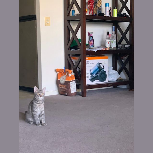 Photo of Thor
