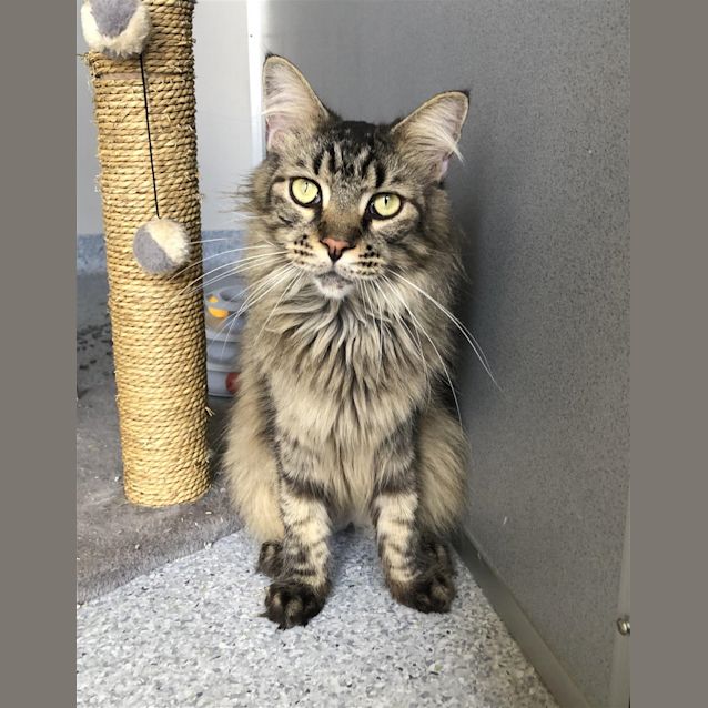 Photo of Tigger