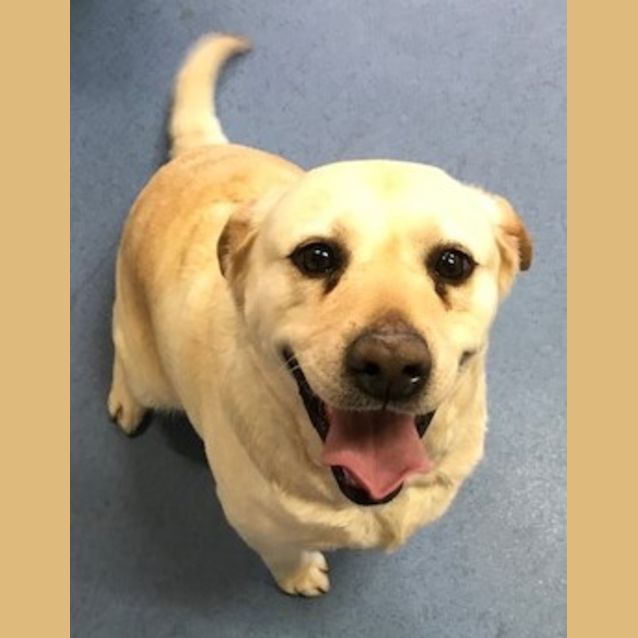 Photo of Koko