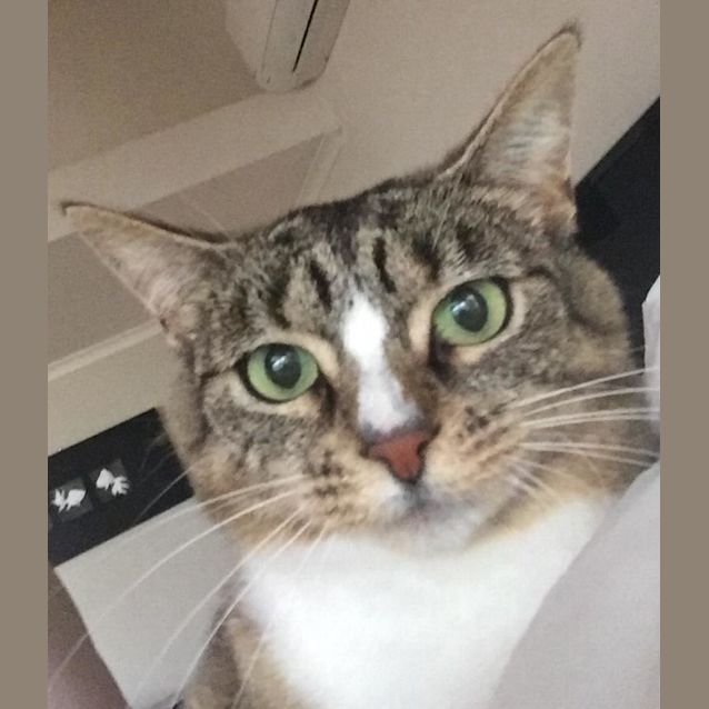 Photo of Sweet Petite Mary Tyler Paw