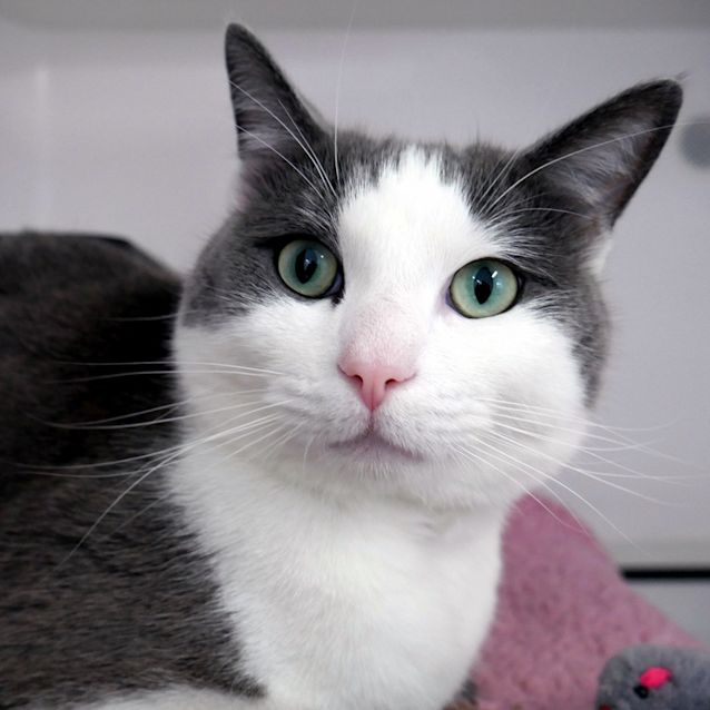 Photo of Chubs Rsta005488