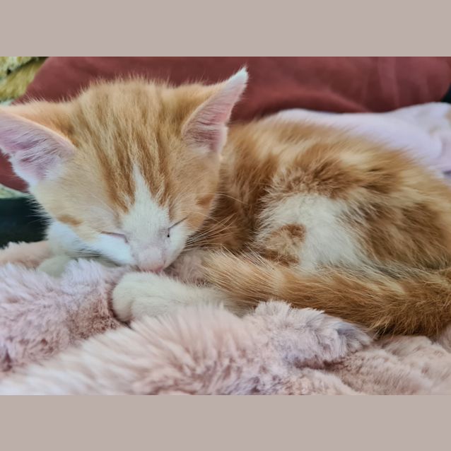 Photo of O'malley