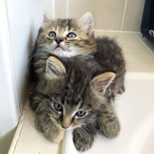 Photo of Astro