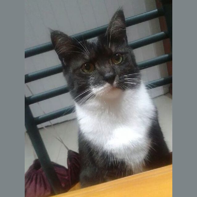 Photo of Charlotte & Sam 😻😻  Assisted Rehome 