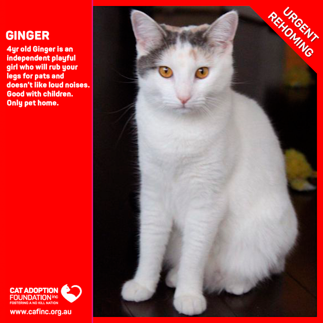 Photo of Ginger