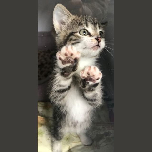 Photo of Beans