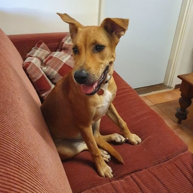 Photo of Goldie