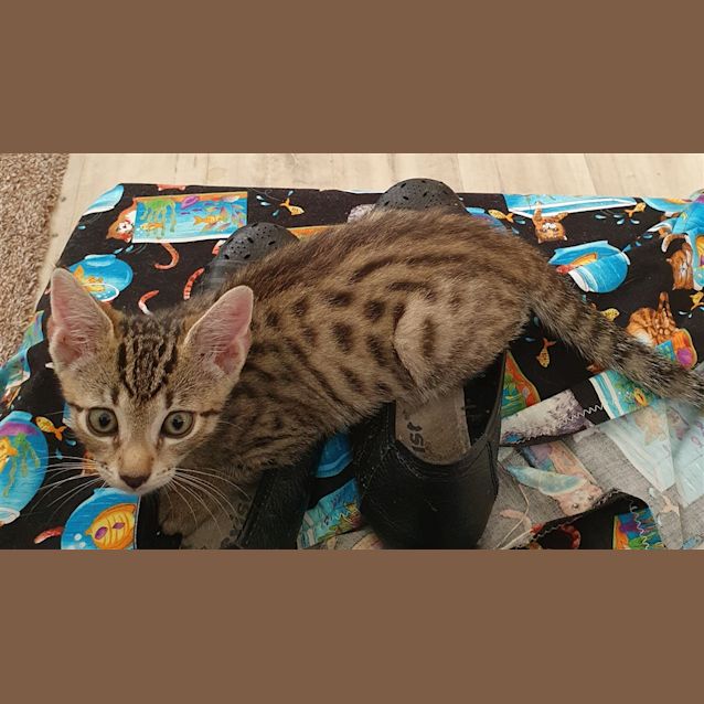 Photo of Nibbles