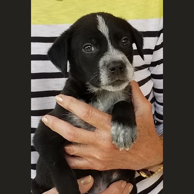 Photo of Diesel