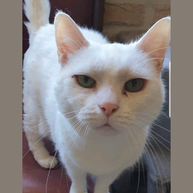 Photo of Illah (Bonded With Mercy)