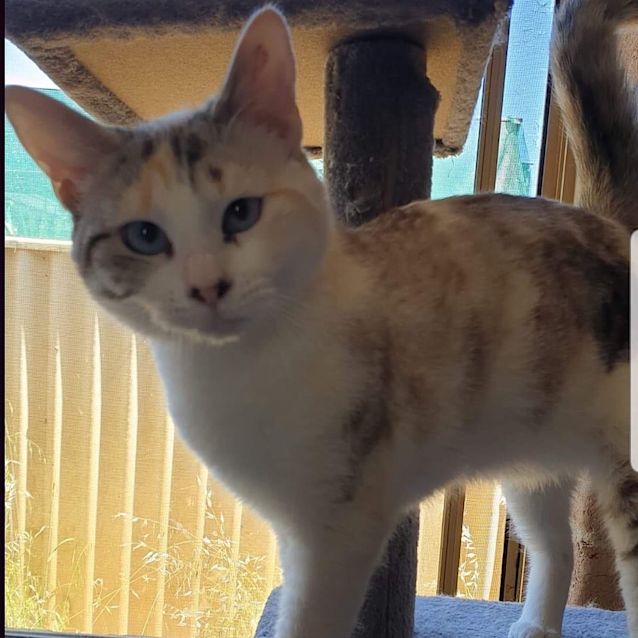 Photo of Mercy (Bonded With Illah)