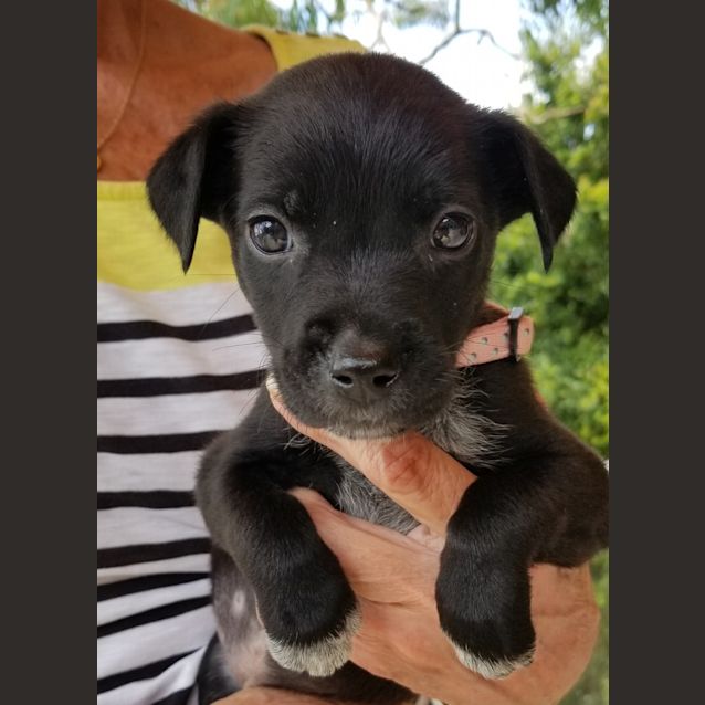 Photo of Penny
