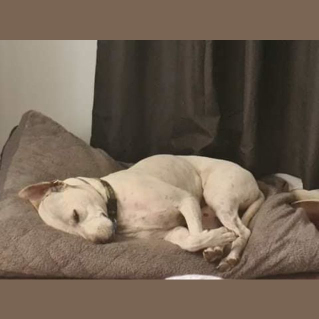 Photo of Tyson 