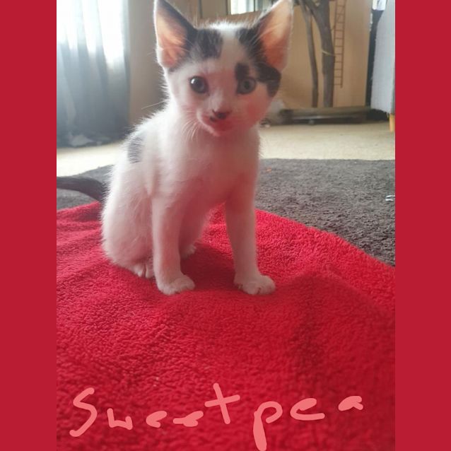 Photo of Sweetpea 
