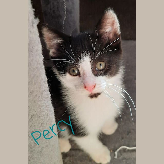 Photo of Percy And Toby