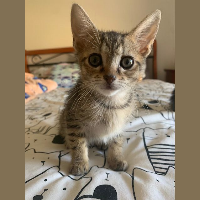 Photo of Melody