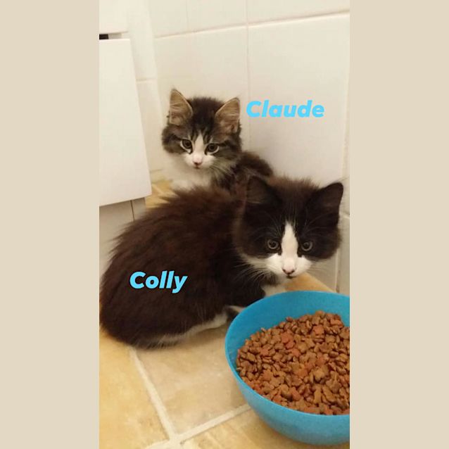 Photo of Colly