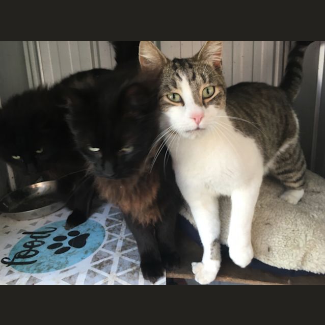 Photo of Dakota, Horace, Romeo