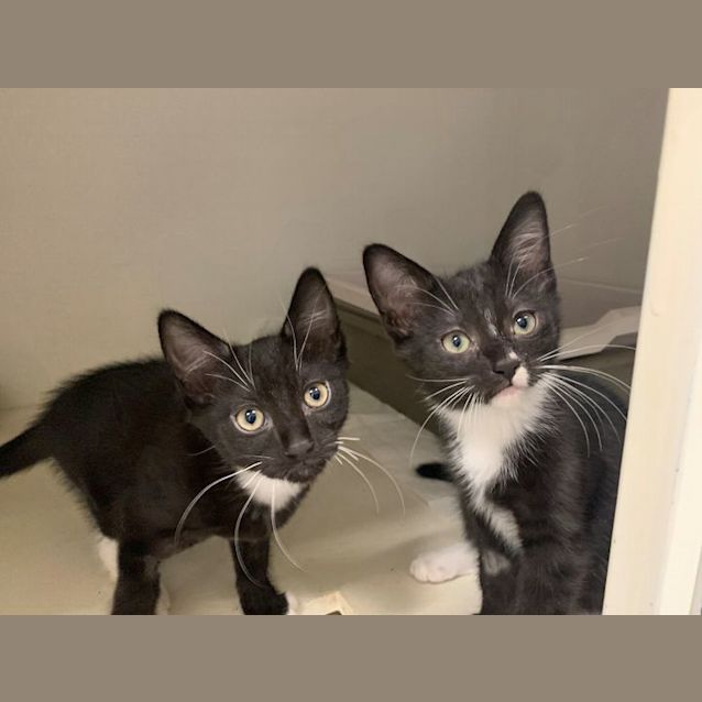 Photo of Elliot (Black Nose)