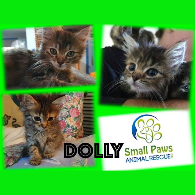 Photo of Dolly