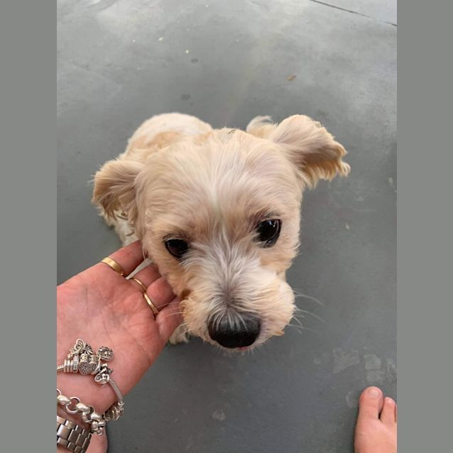 Photo of Milo ~ 8yr Old Maltese X (On Trial 17/12/20)
