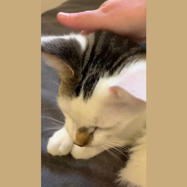 Photo of Watson