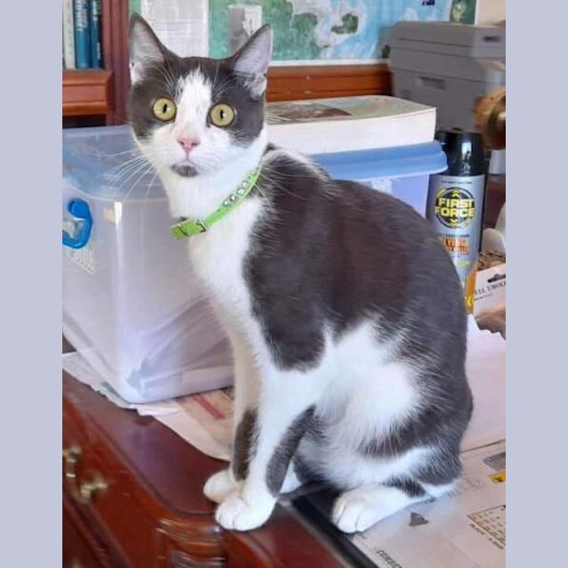 Photo of Basil