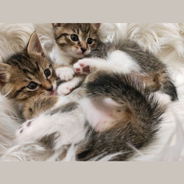 Photo of Lilly And Lulu