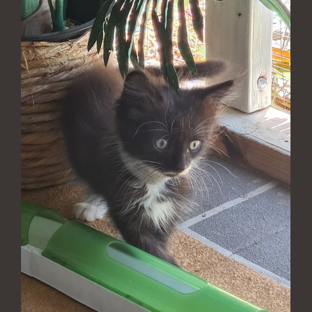 Photo of Wookie