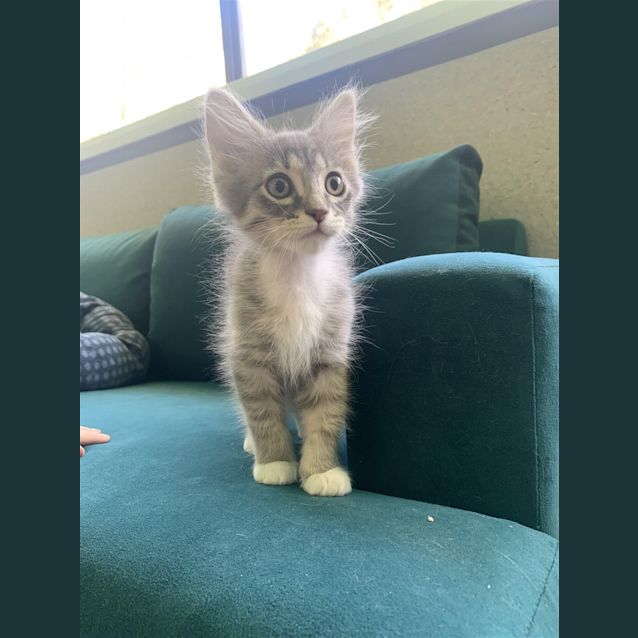 Photo of Topaz