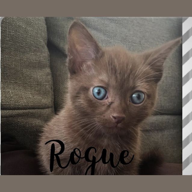 Photo of Rogue