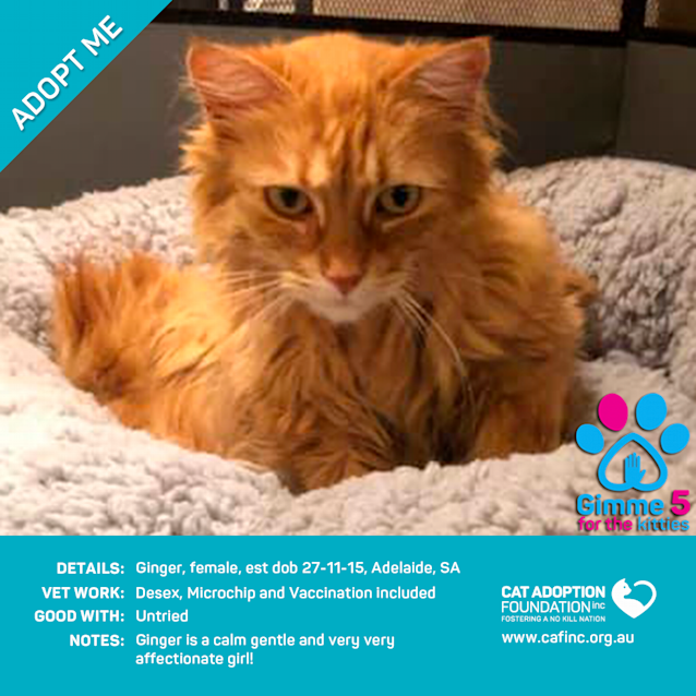 Photo of Ginger