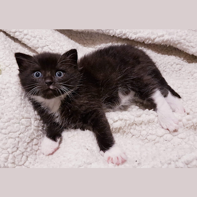 Photo of Eddie (Venom)