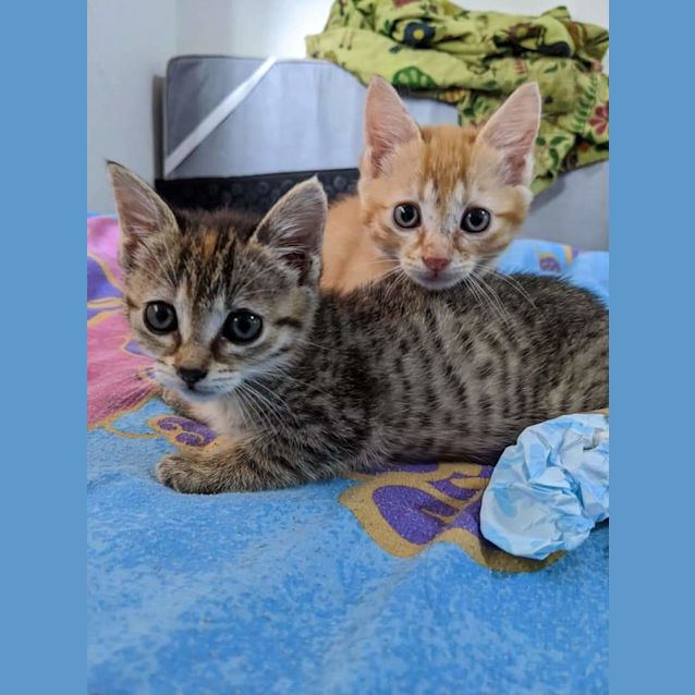 Photo of Remi & Violet