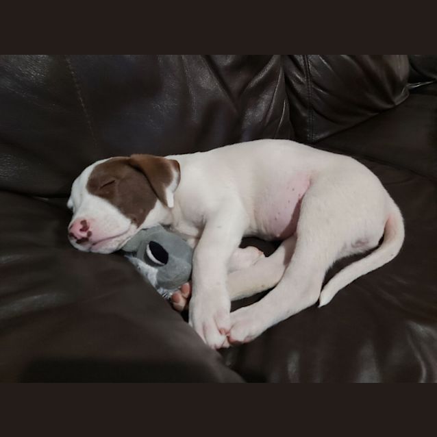 Photo of Jed