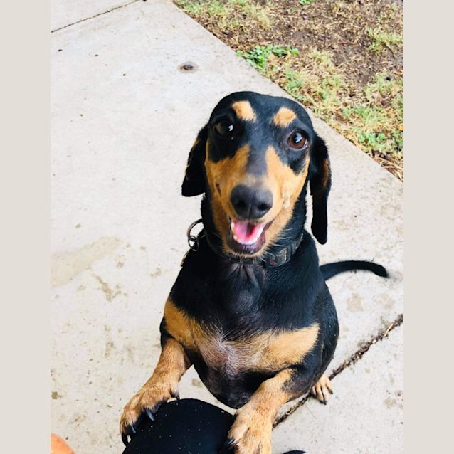 Photo of Jersey And Smudge