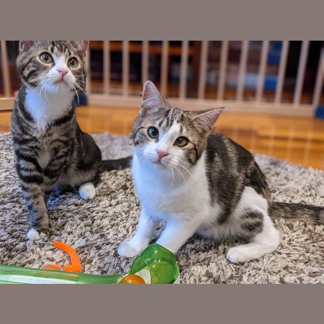 Photo of Teen Tabby Sensations Bingus & Dingus