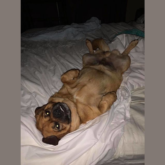 Photo of Gorgeous Gus