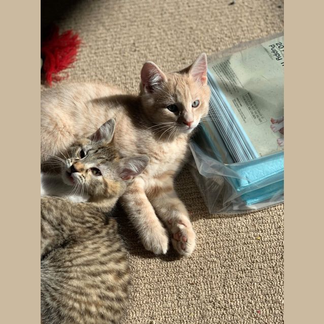 Photo of Kuro And Noni ❤❤