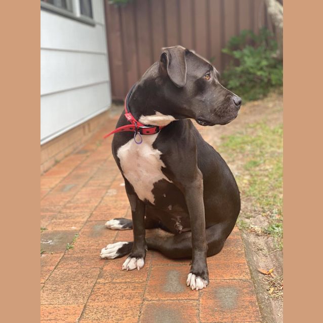 Photo of Bindi