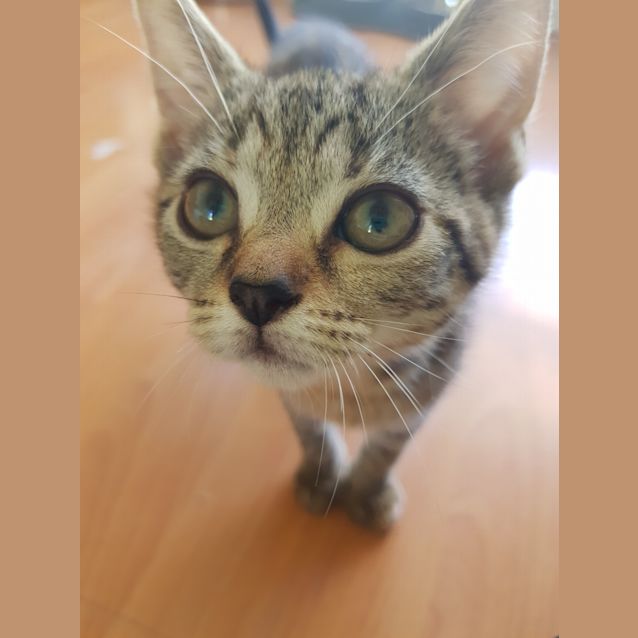 Photo of Tilly
