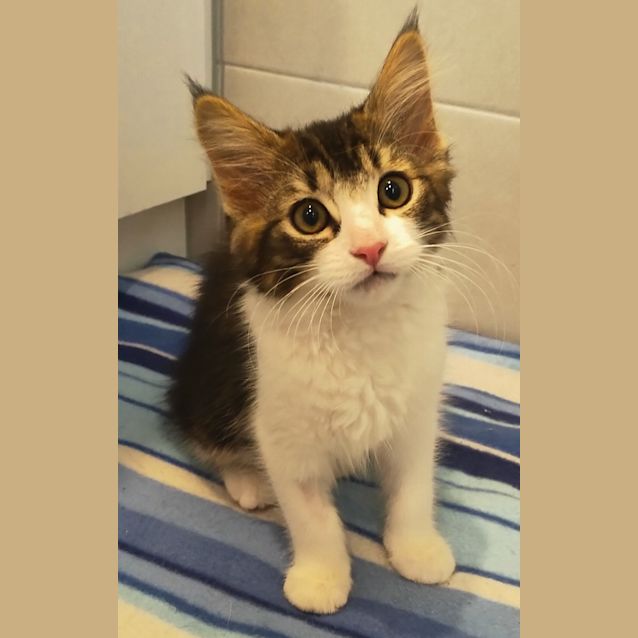 Photo of Sia   Located In Reservoir