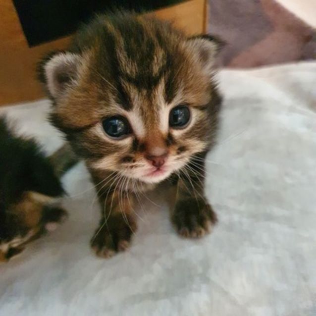 Photo of Kovu