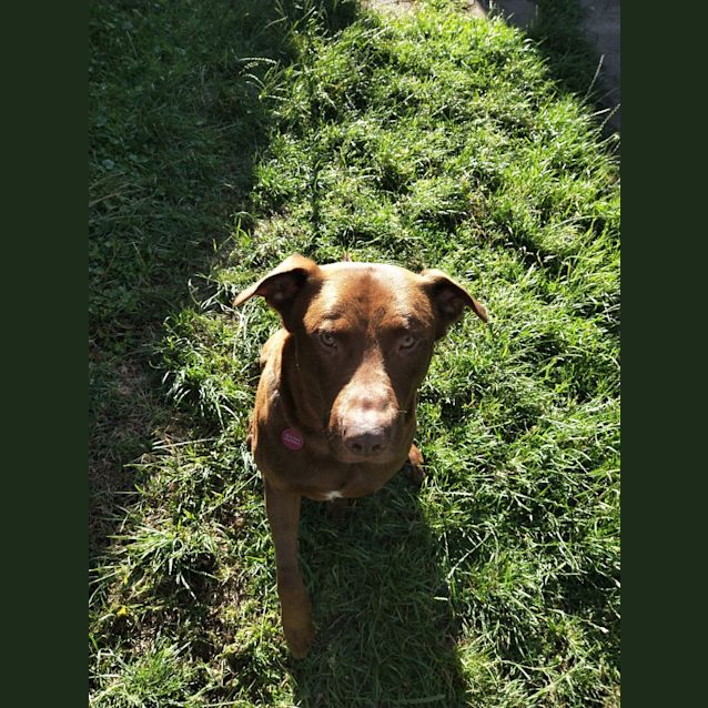 Photo of Diesel