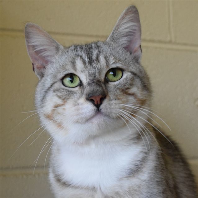 Photo of Steele (Adoption Pending)