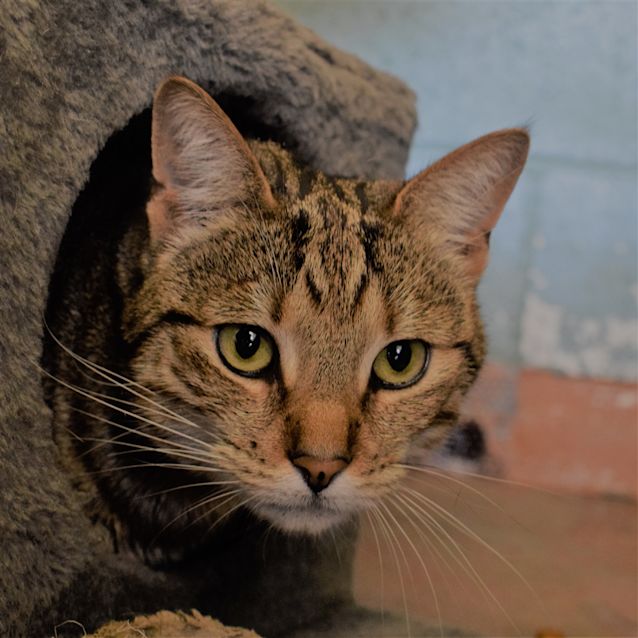 Photo of Sheba